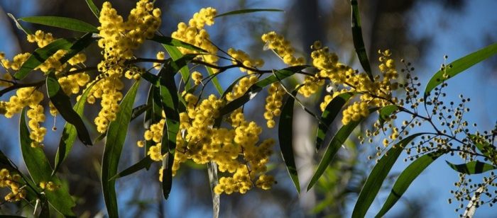 Wattle